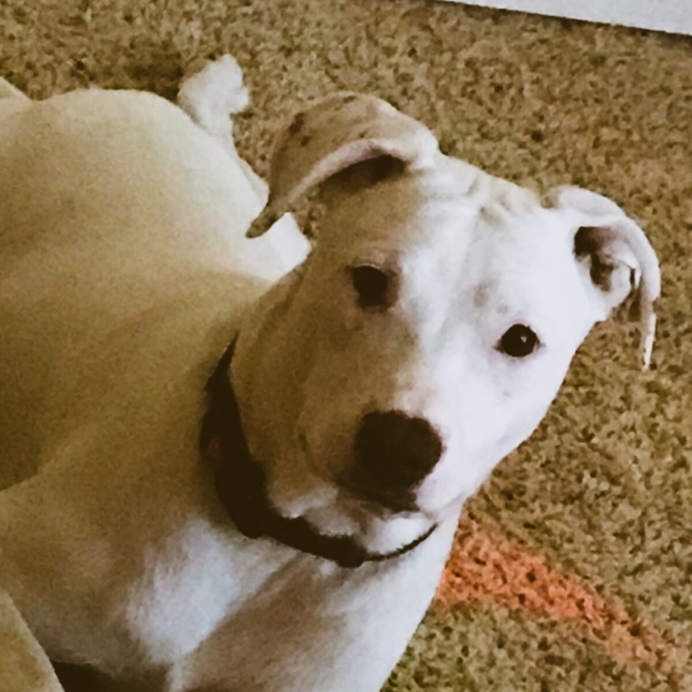 Meet your Posher, Paige